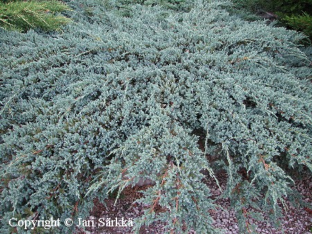 Juniperus squamata 'Blue Carpet'